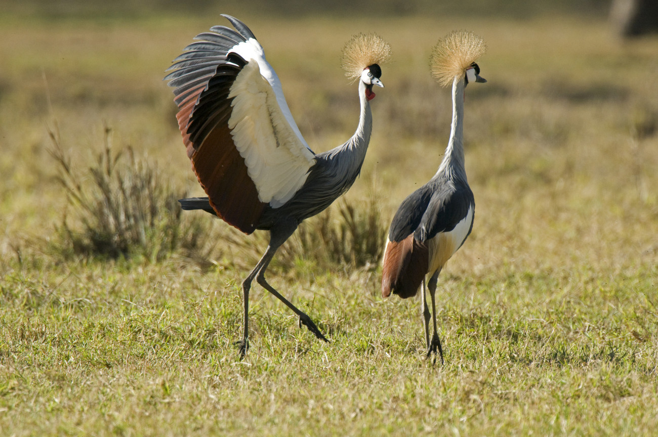 Balearica regulorum