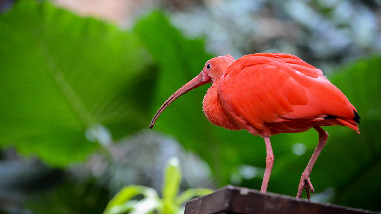 A Scarlet Ibis (Eudocimus ruber) walking away with green leaves in the background.