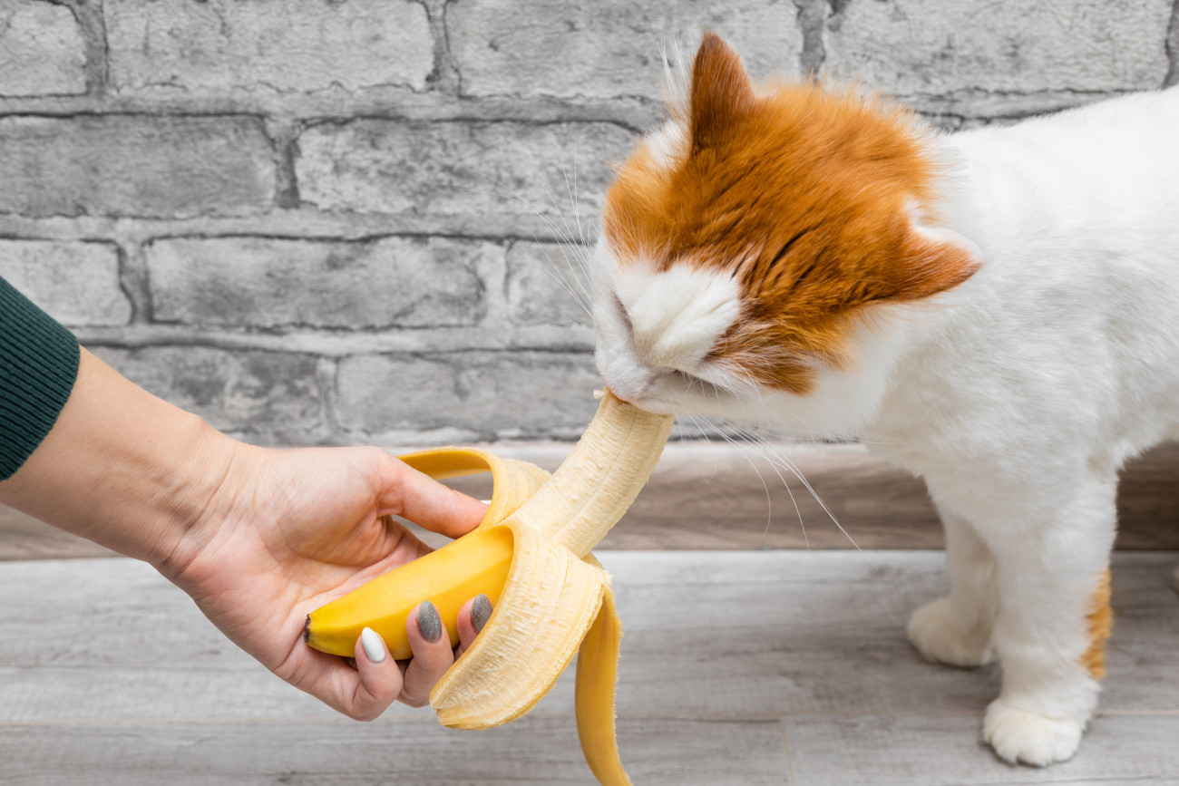 domestic cat tastes fresh banana pulp, close-up. cat eats fruit. cat eats banana. High quality photo