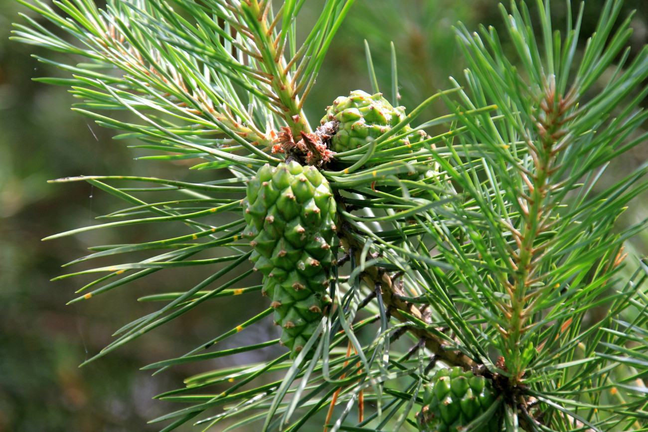 Green Pine Cones. Young green pine cones close-up on a tree. summer