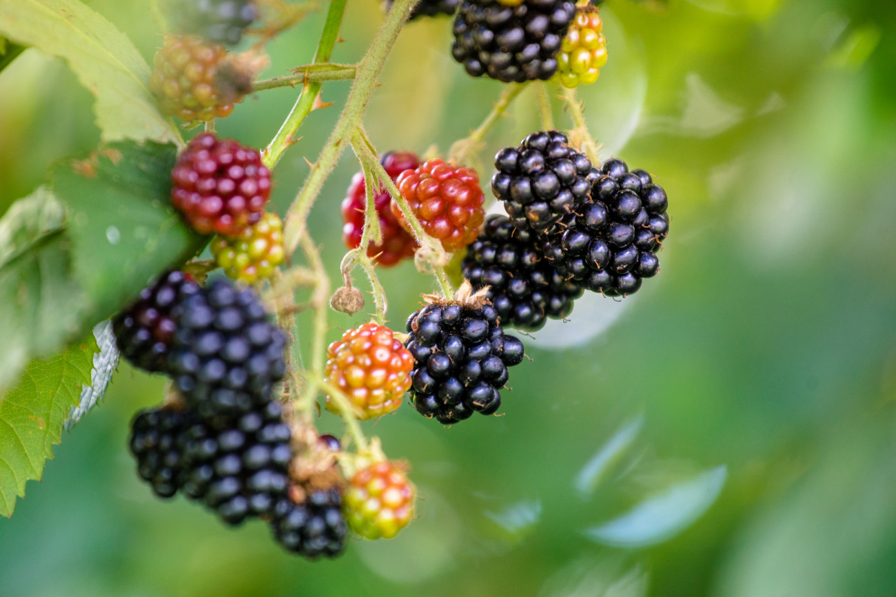 Szeder (Rubus fruticosus)