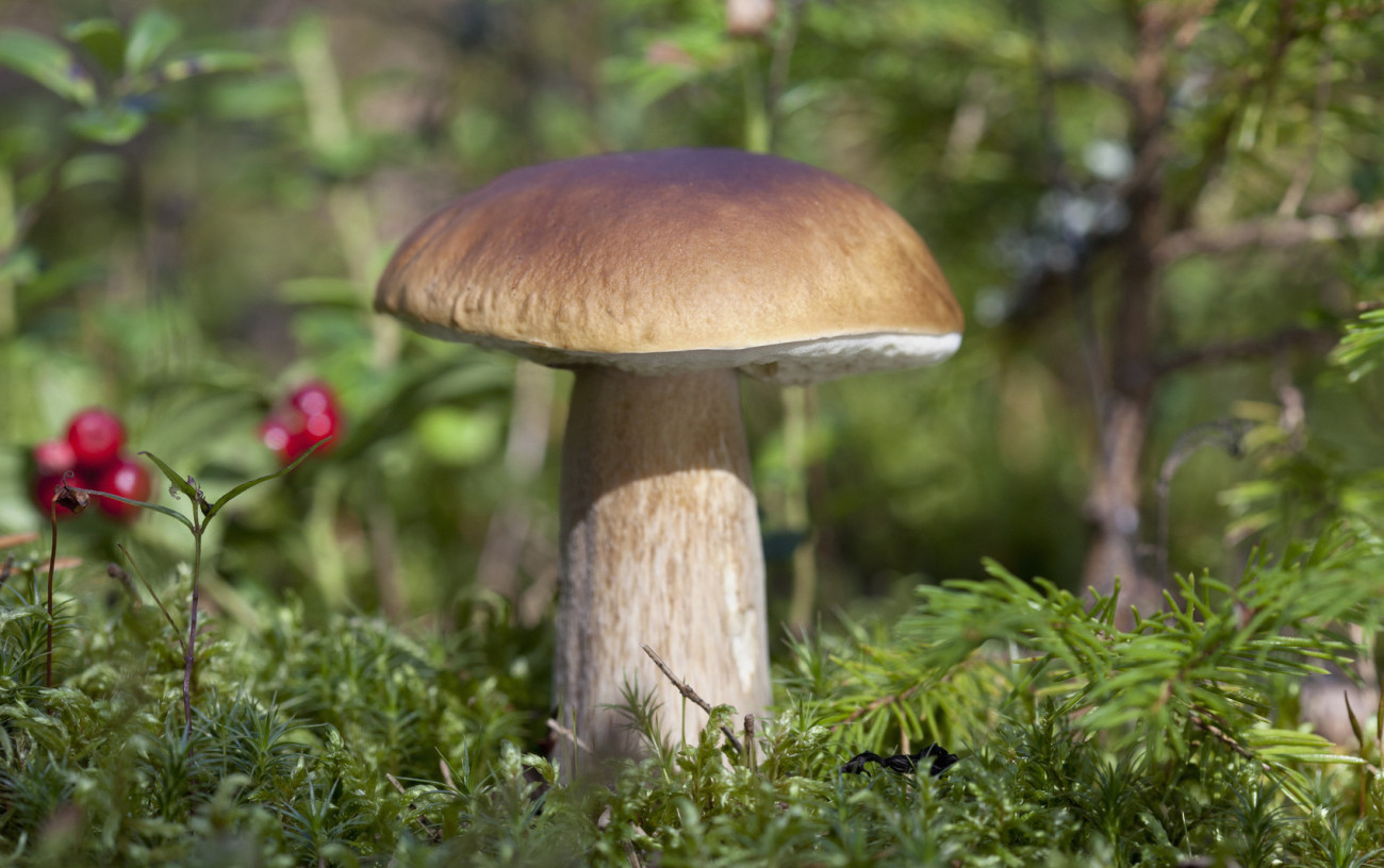 Ízletes vargánya (Boletus edulis)