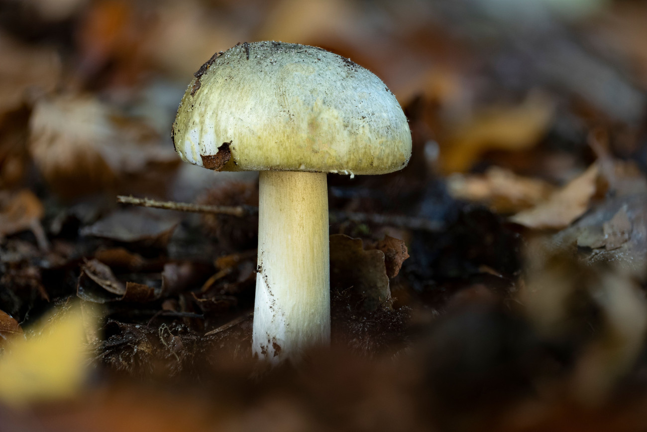 Ő itt a gyilkos galóca Amanita phalloides).