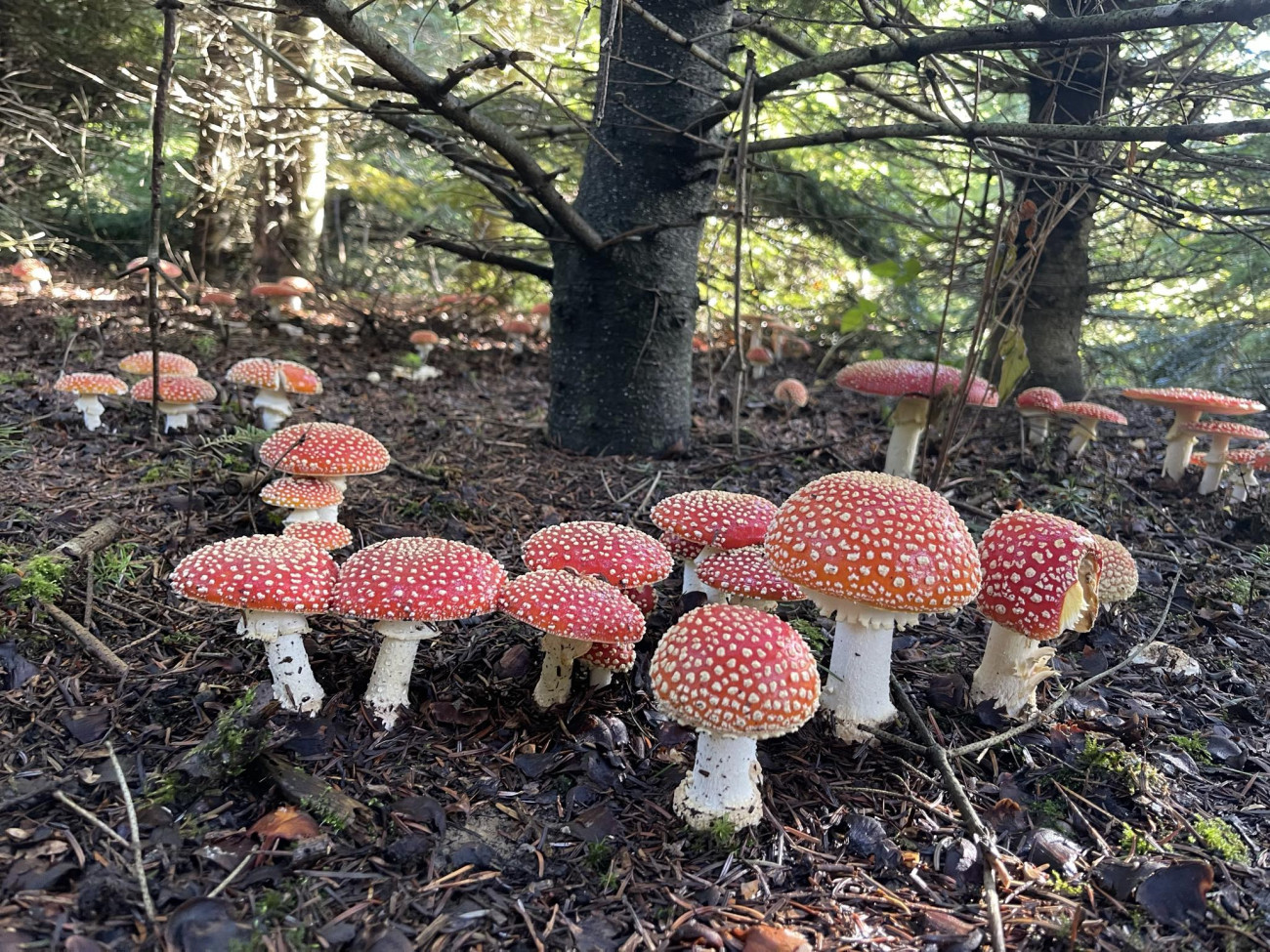 Gyönyörűséges légyölők - csak csodálni szabad őket! (Fotó: Varga Tamás)