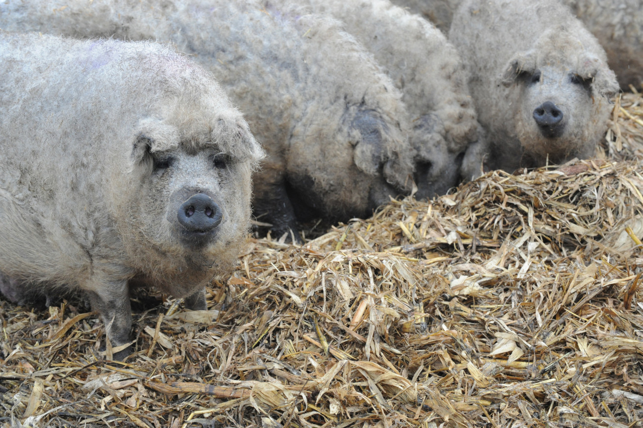 Mangalica sertés