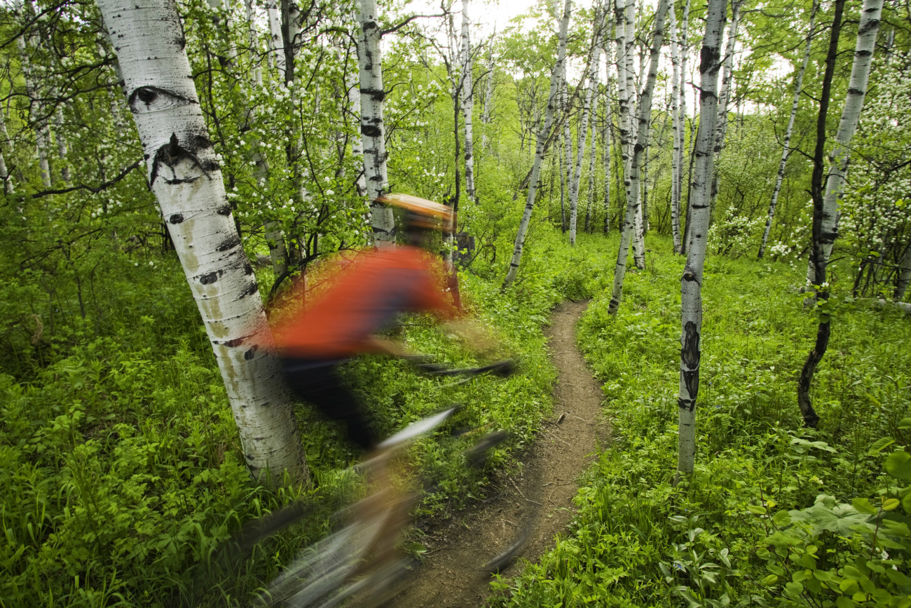 Man 35-40, mountain biking on trail thru grove of aspen trees