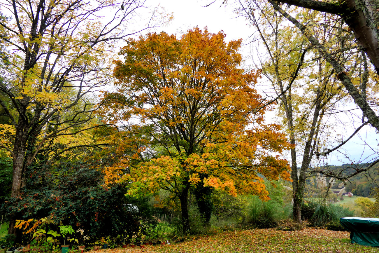 Norway Maple Tree (Acer platanoides) shedding its golden leaves in autumn