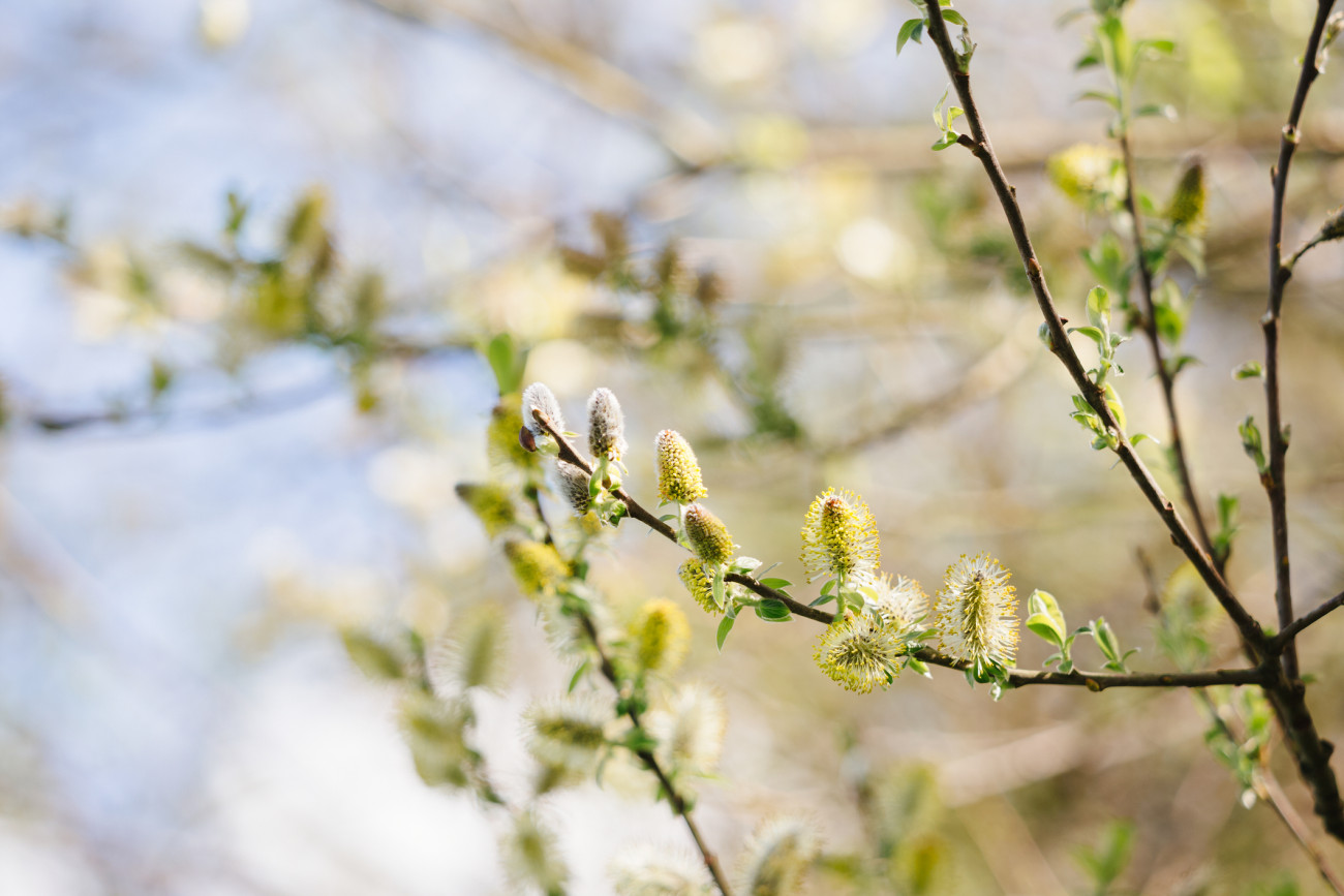 Limited depth of field image of the male catkins (flowers) of a goat willow tree (Salix caprea), growing in a rural Cornish hedgerow. The catkins are releasing their pollen and the new leaves are unfurling.