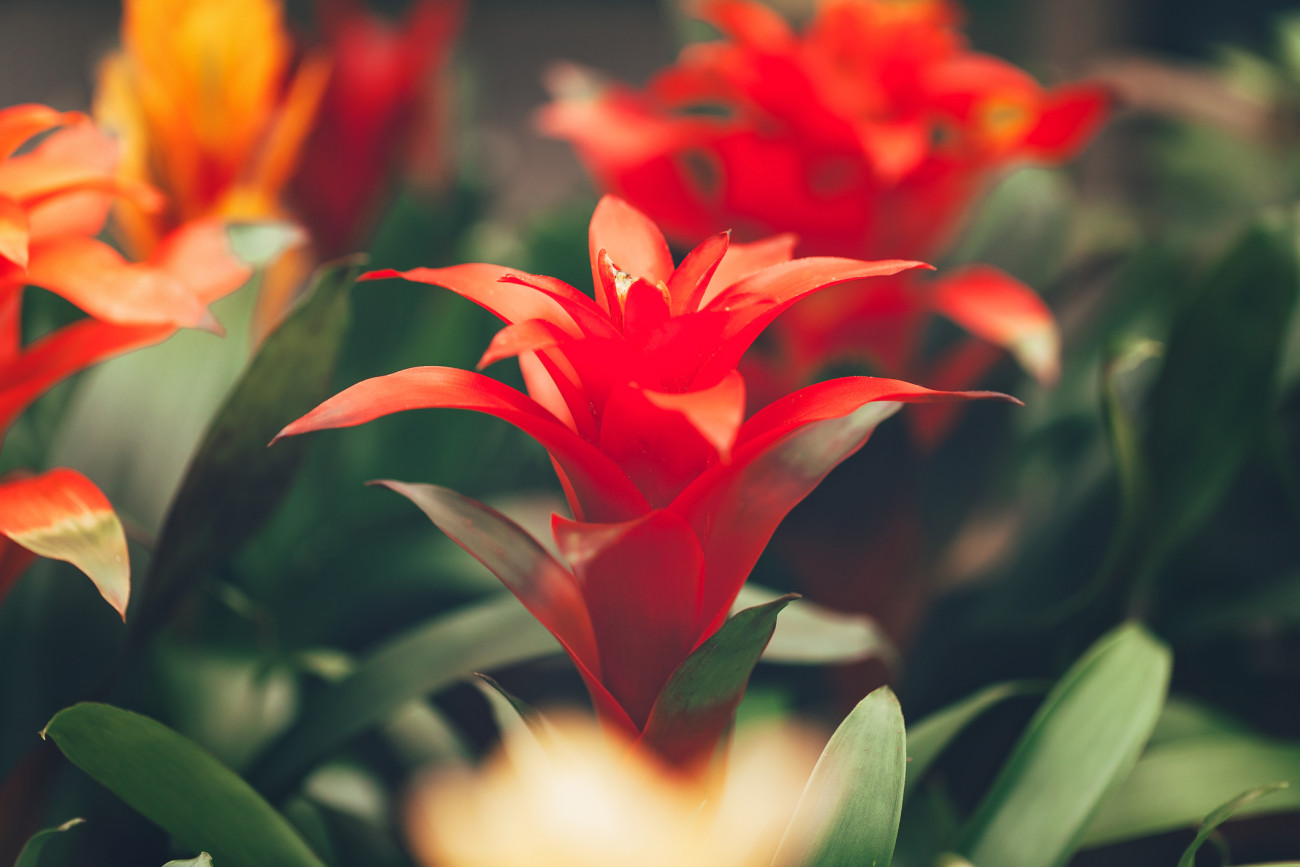 Close up of red Bromelia flower