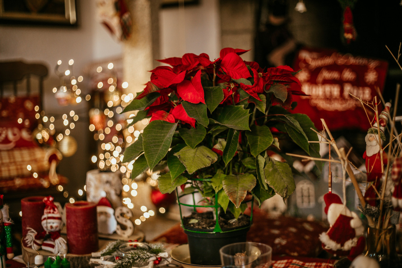 blooming poinsetttia decoration the living room in xmas time